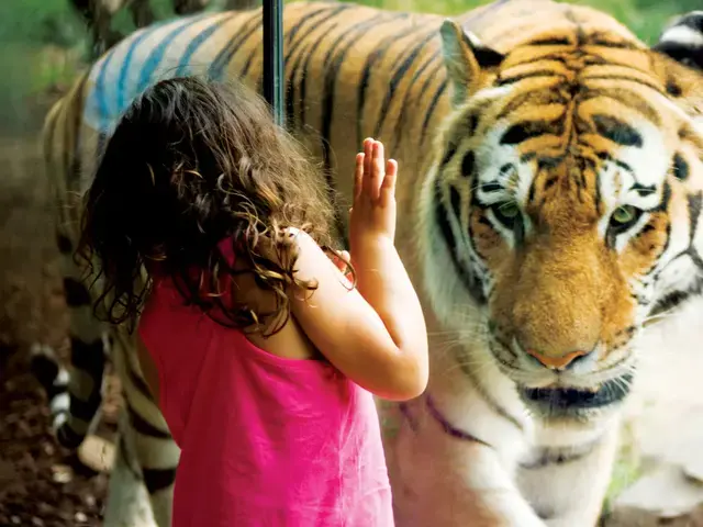 A young girl gets &ldquo;up close and personal&rdquo; with an Amur tiger in First Niagara Big Cat Falls. Photo by Cheri McEachin, courtesy of the Philadelphia Zoo.